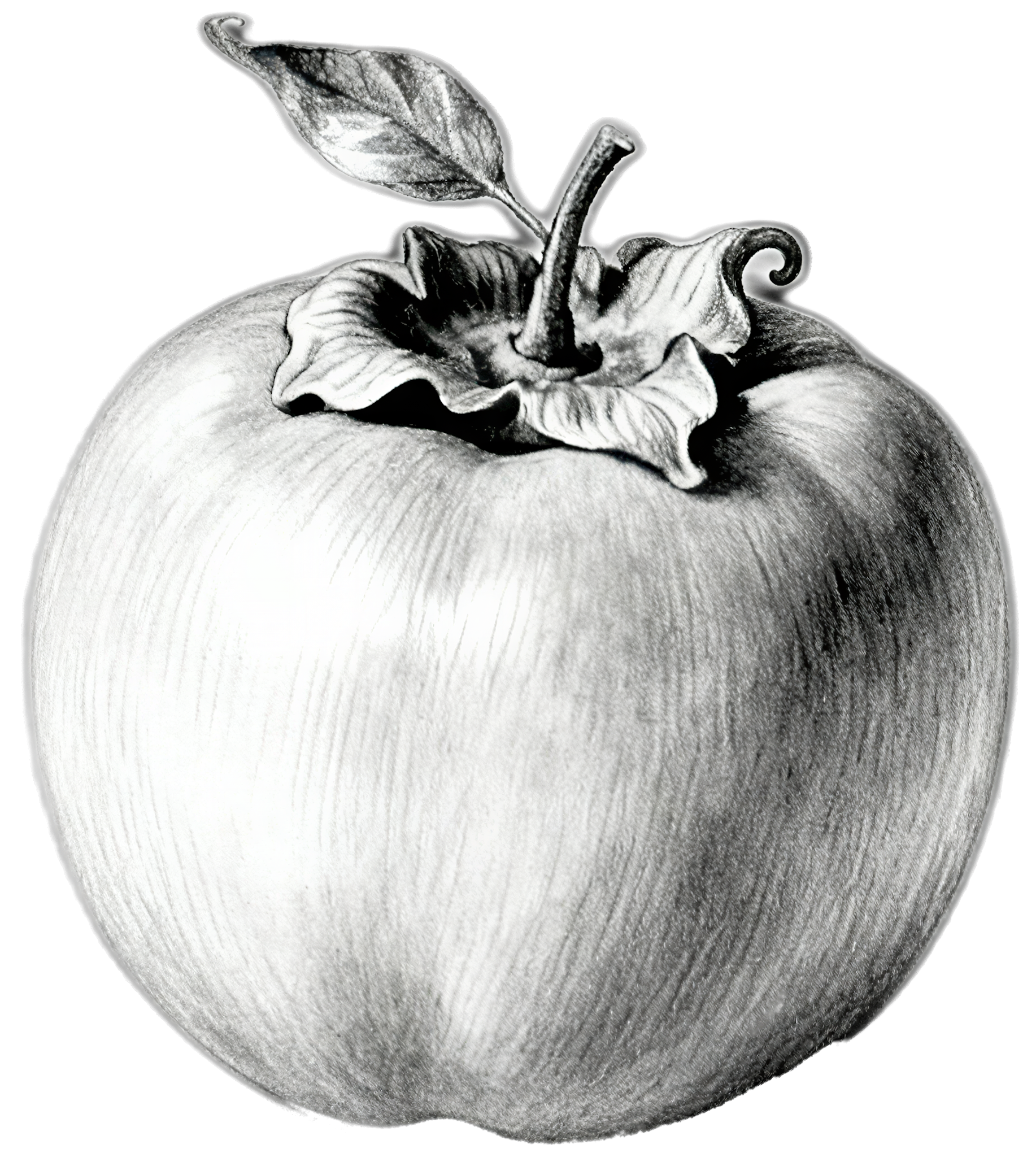 Persimmon tree sketch